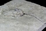 Crinoid (Platycrinites) Fossil - Crawfordsville, Indiana #92760-3